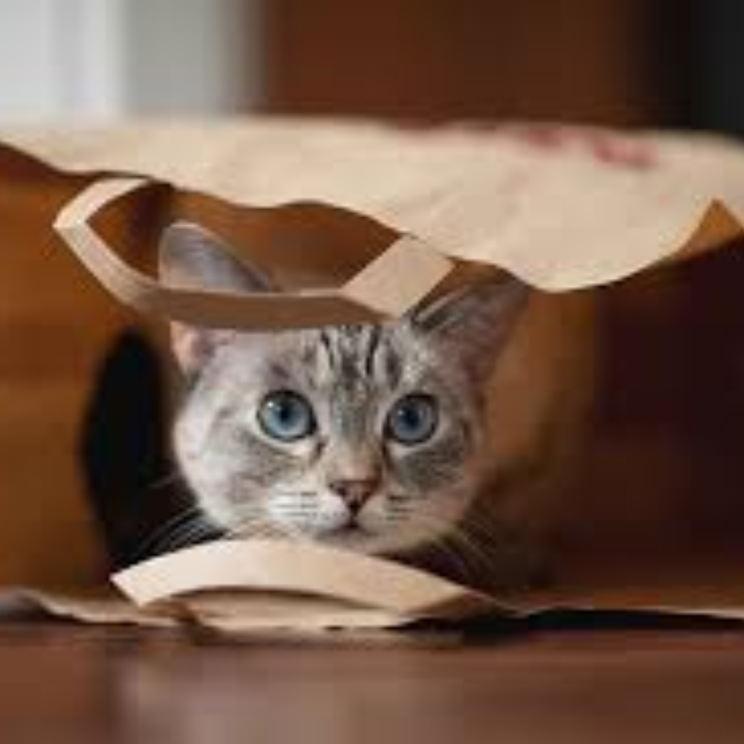 Carriers of all types